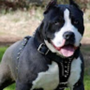 Meet your Posher, Wanda